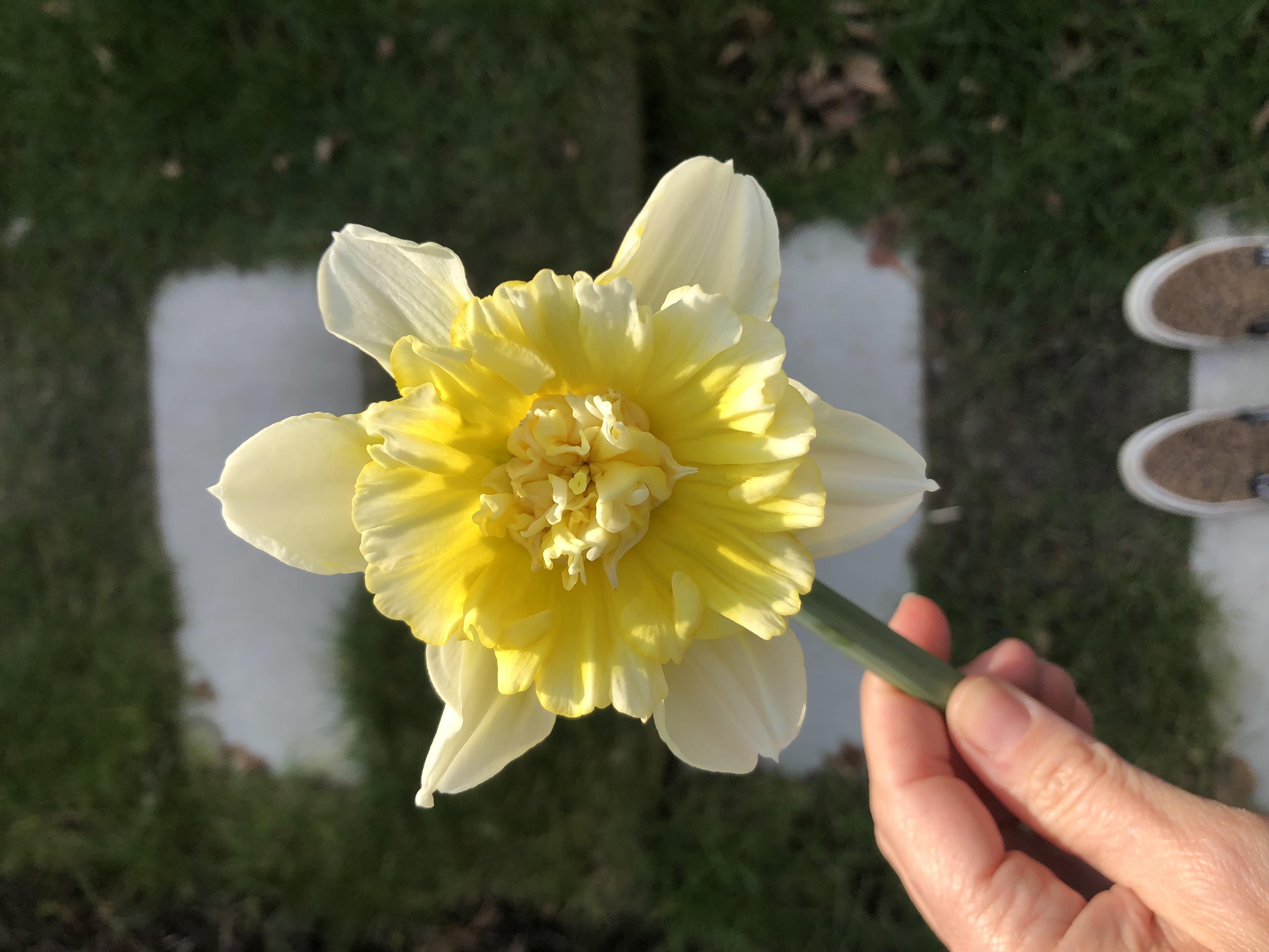 G&H Narcissus
